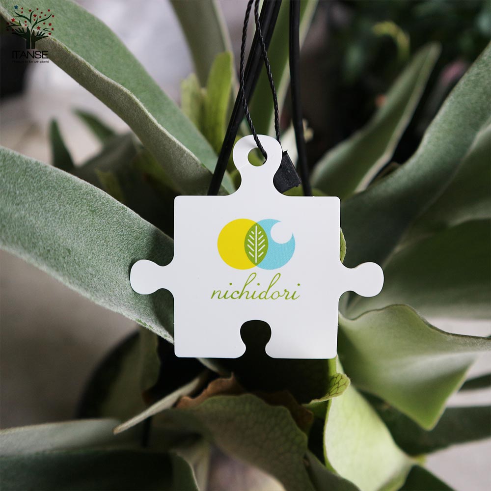 ビカクシダ(コウモリラン) 品種:ビーチー【観葉植物 吊り鉢 5号鉢・リビングやオフィスの窓辺向きサイズ/1個売り】