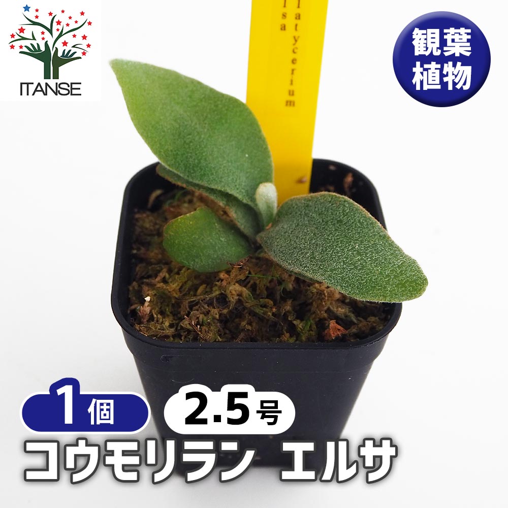 コウモリラン エルサ 【観葉植物 2.5号／1個売り】