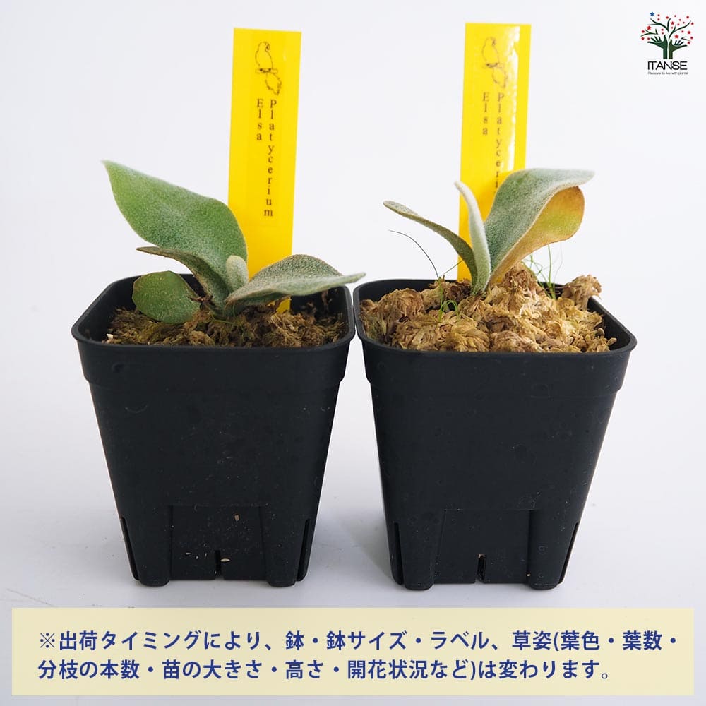 コウモリラン エルサ 【観葉植物 2.5号／1個売り】