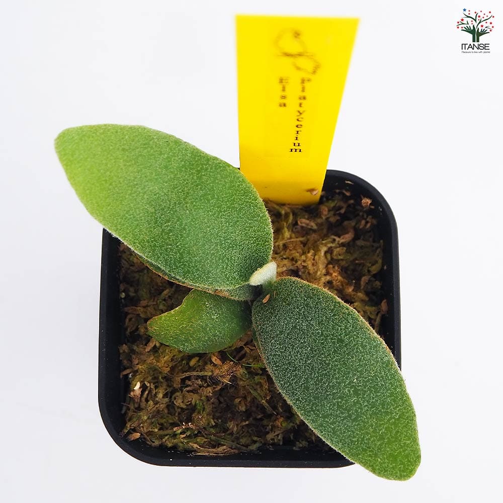 コウモリラン エルサ 【観葉植物 2.5号／1個売り】