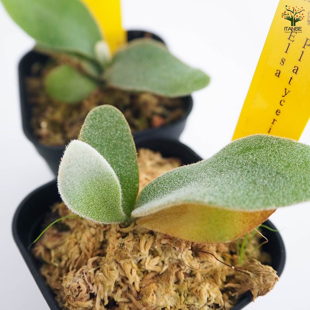 コウモリラン エルサ 【観葉植物 2.5号／1個売り】