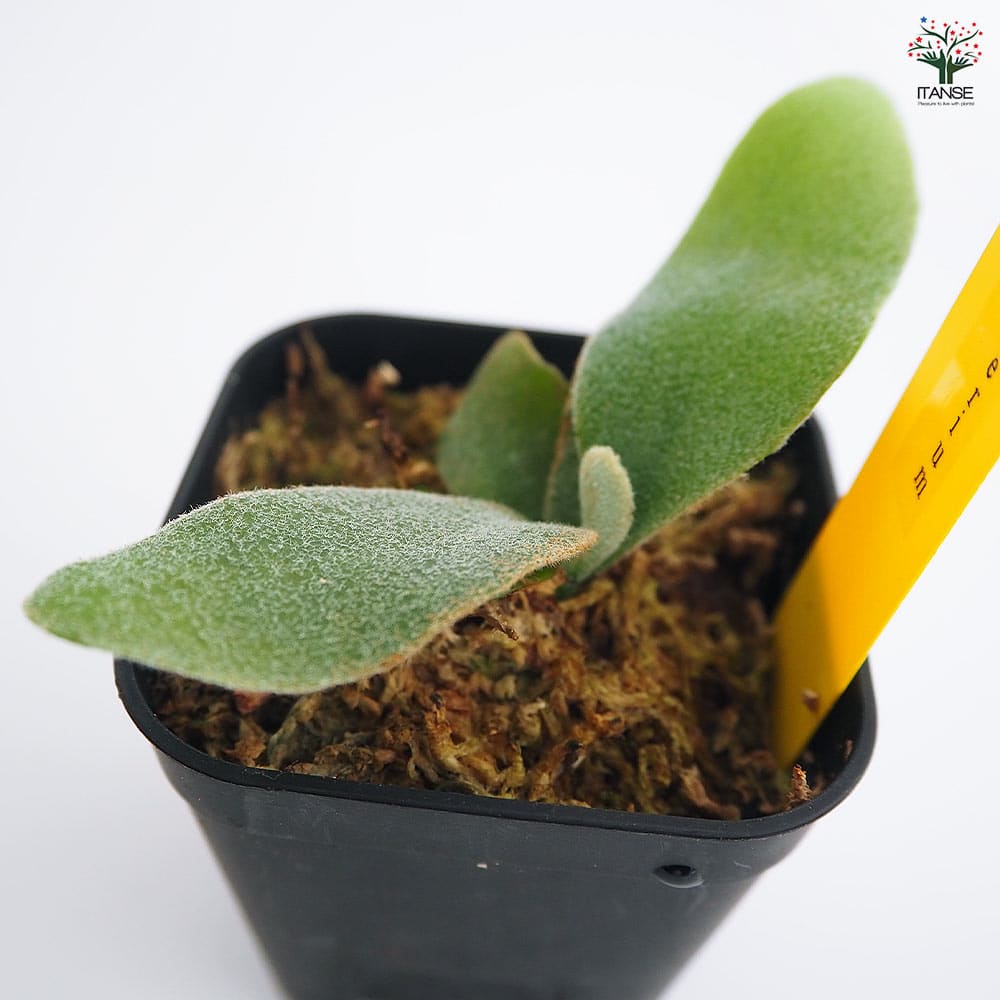 コウモリラン エルサ 【観葉植物 2.5号／1個売り】