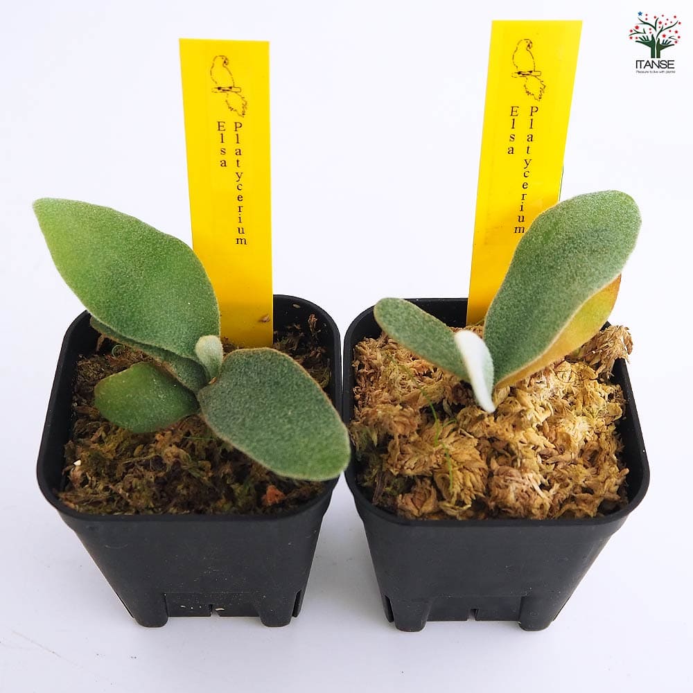 コウモリラン エルサ 【観葉植物 2.5号／1個売り】