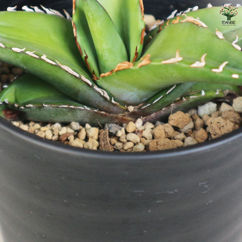 26 アガベ　オテロイ アガベ・オテロイ ワイルド コンパクト | Botanical Archive