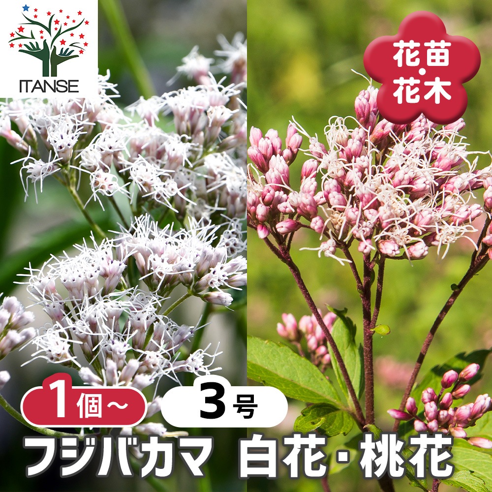 フジバカマ 【花苗 3号】｜ 【植物のITANSE】全品送料無料