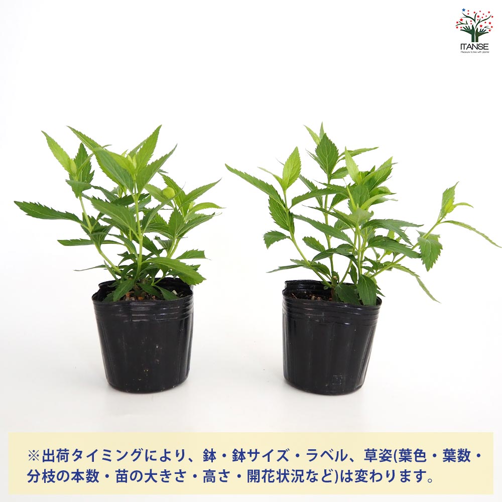 ☘️フジバカマ苗☘️　❤抜き苗❤　選べるおまけつき　無農薬 楽天市場】花苗 フジバカマの通販