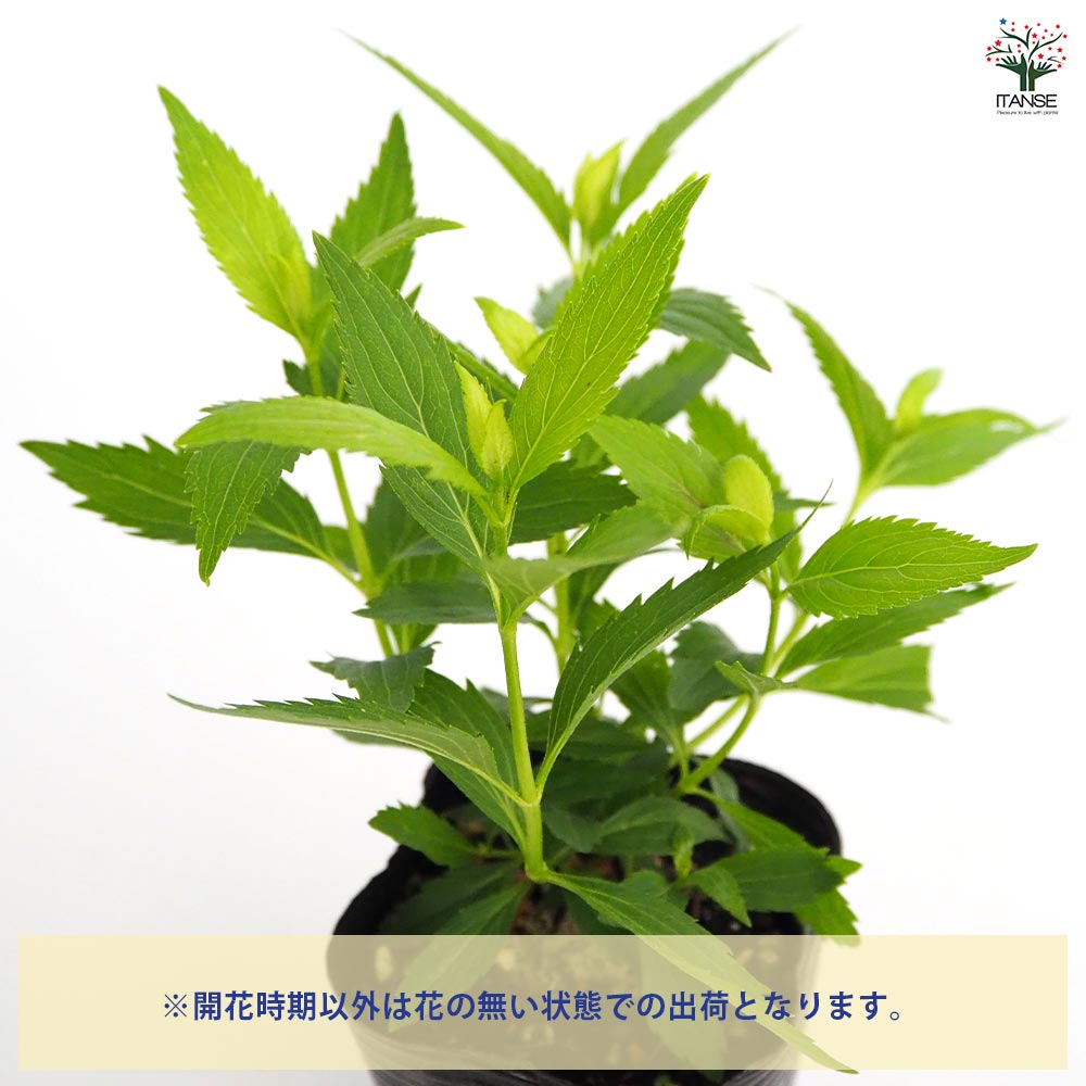 フジバカマ 【花苗 3号】｜ 【植物のITANSE】全品送料無料・即出荷!
