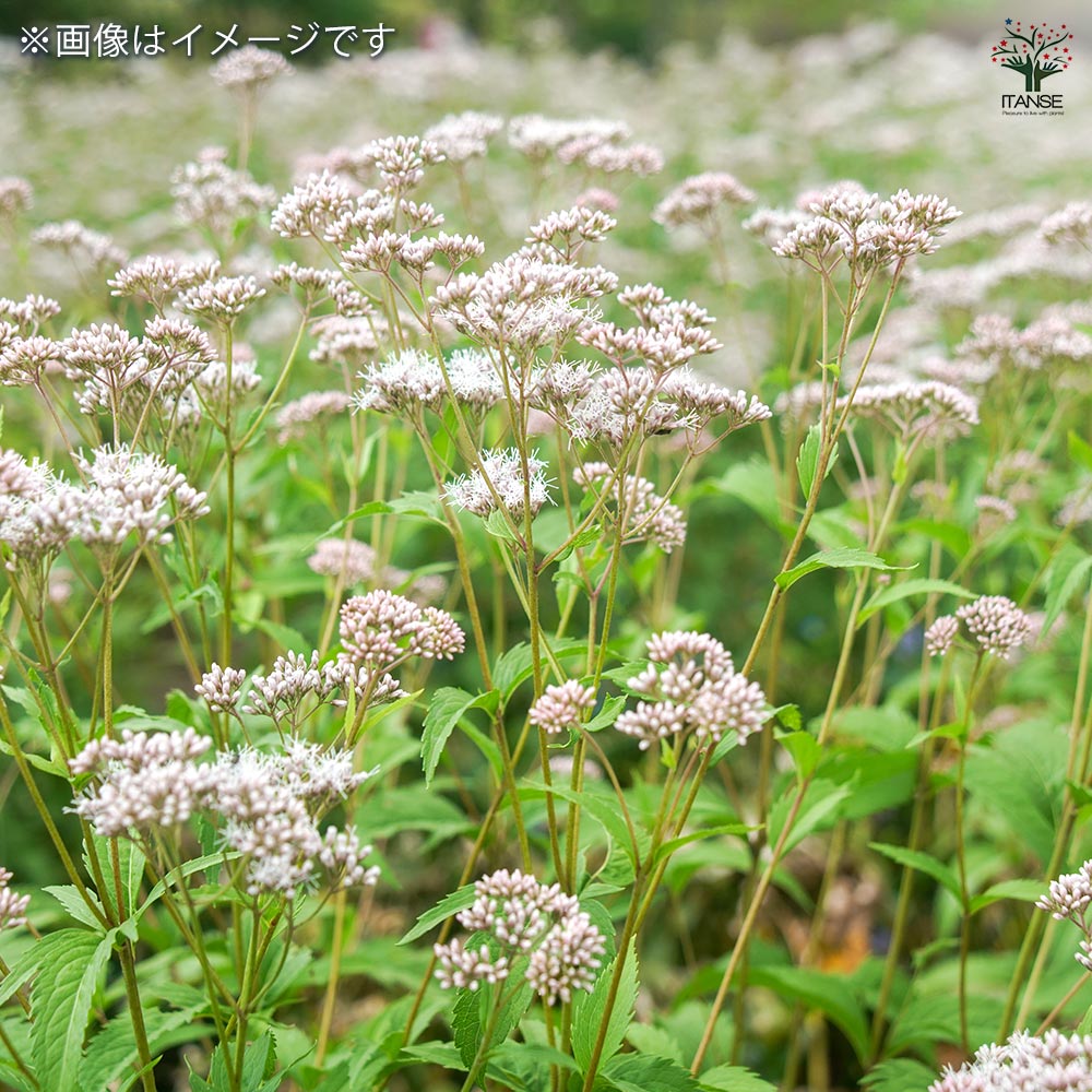 フジバカマ　苗　3苗です フジバカマ苗 3号鉢 〜ツーギー谷〜 : shop.ツーギー谷 - 通販