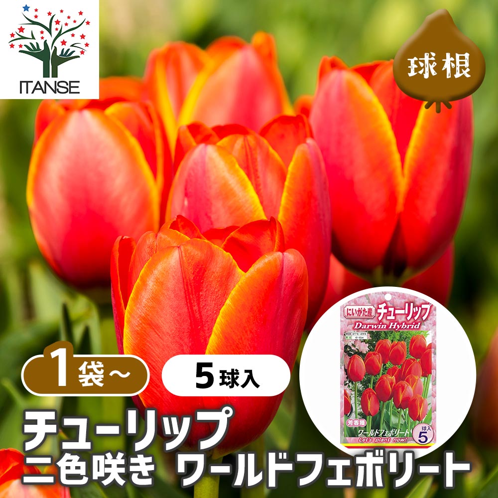 球根 チューリップ 二色咲き ワールドフェボリート 【花球根 5球入