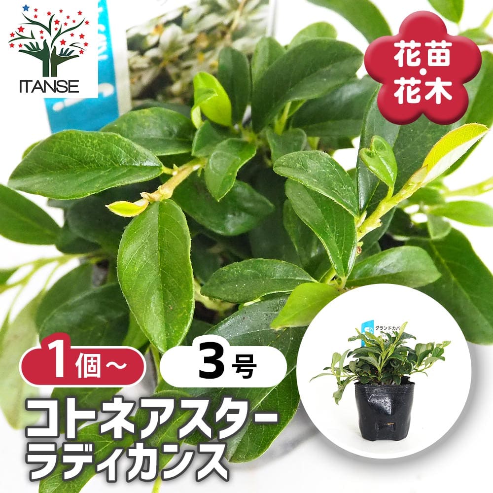 コトネアスター ラディカンス 【花木苗 3号】｜ 【植物のITANSE