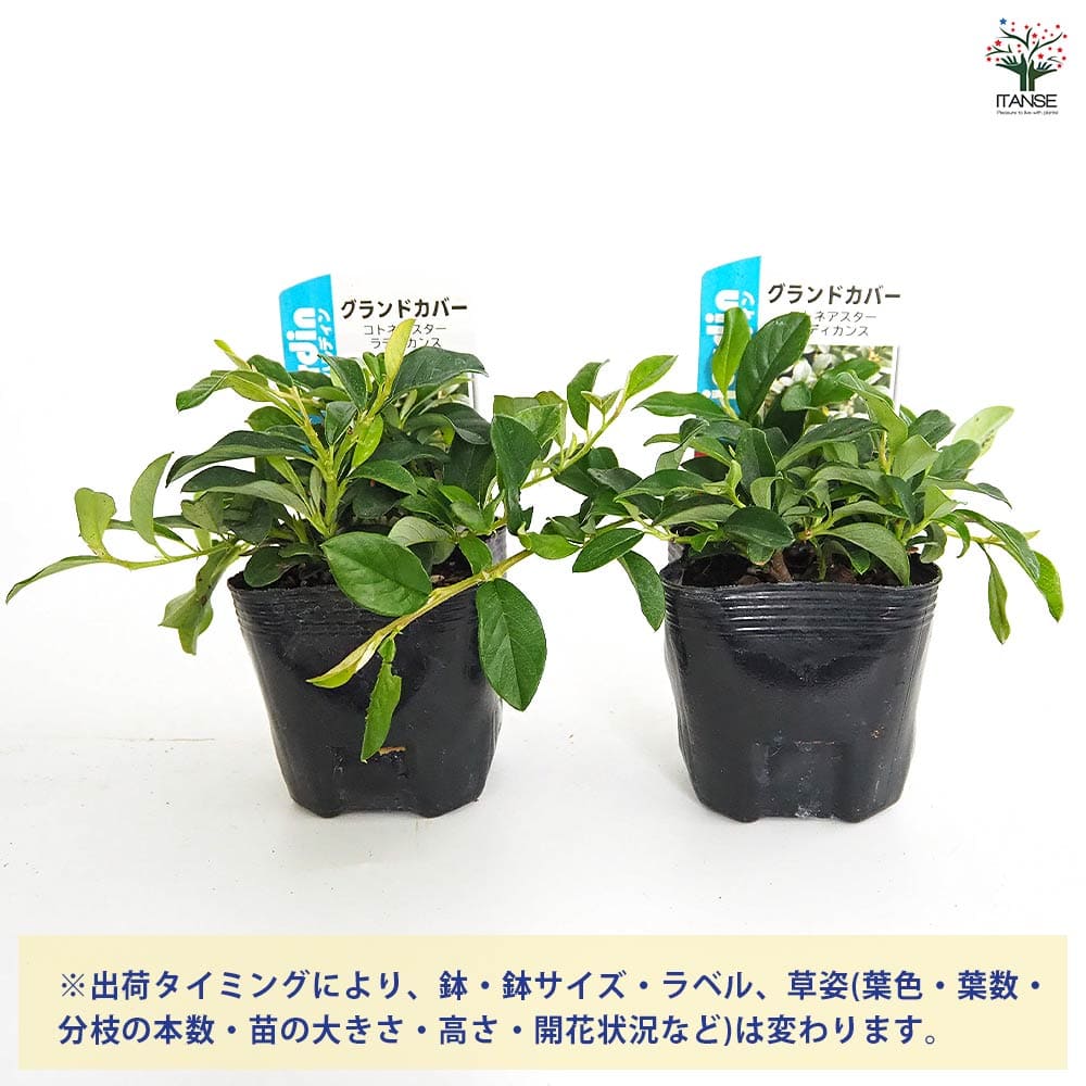 コトネアスター ラディカンス 【花木苗 3号】｜ 【植物のITANSE