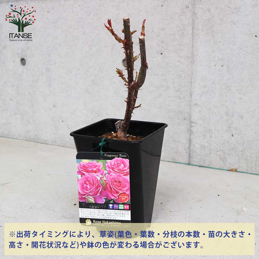 フレグランスローズ エマ【花苗6号鉢2年生 国産接ぎ木苗／1個売り