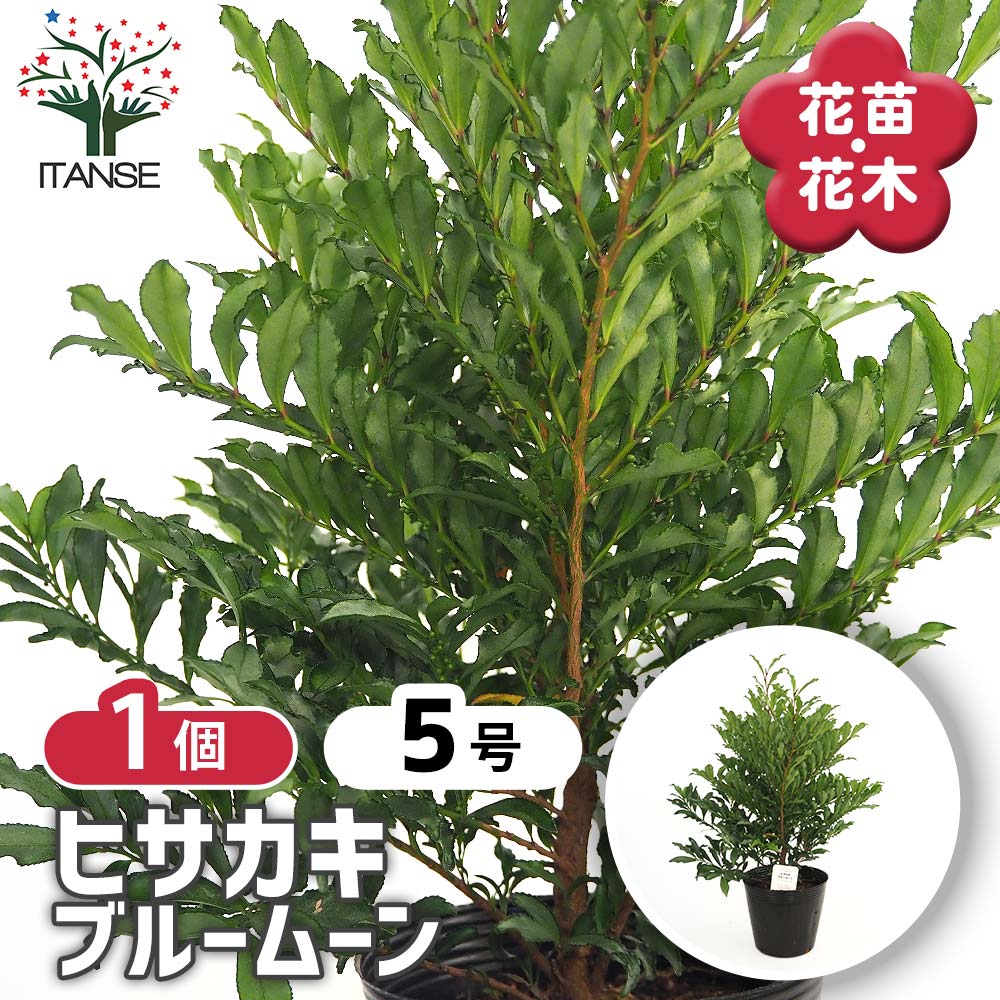 ヒサカキ ブルームーン 【花木苗 5号／1個売り】｜ 【植物の