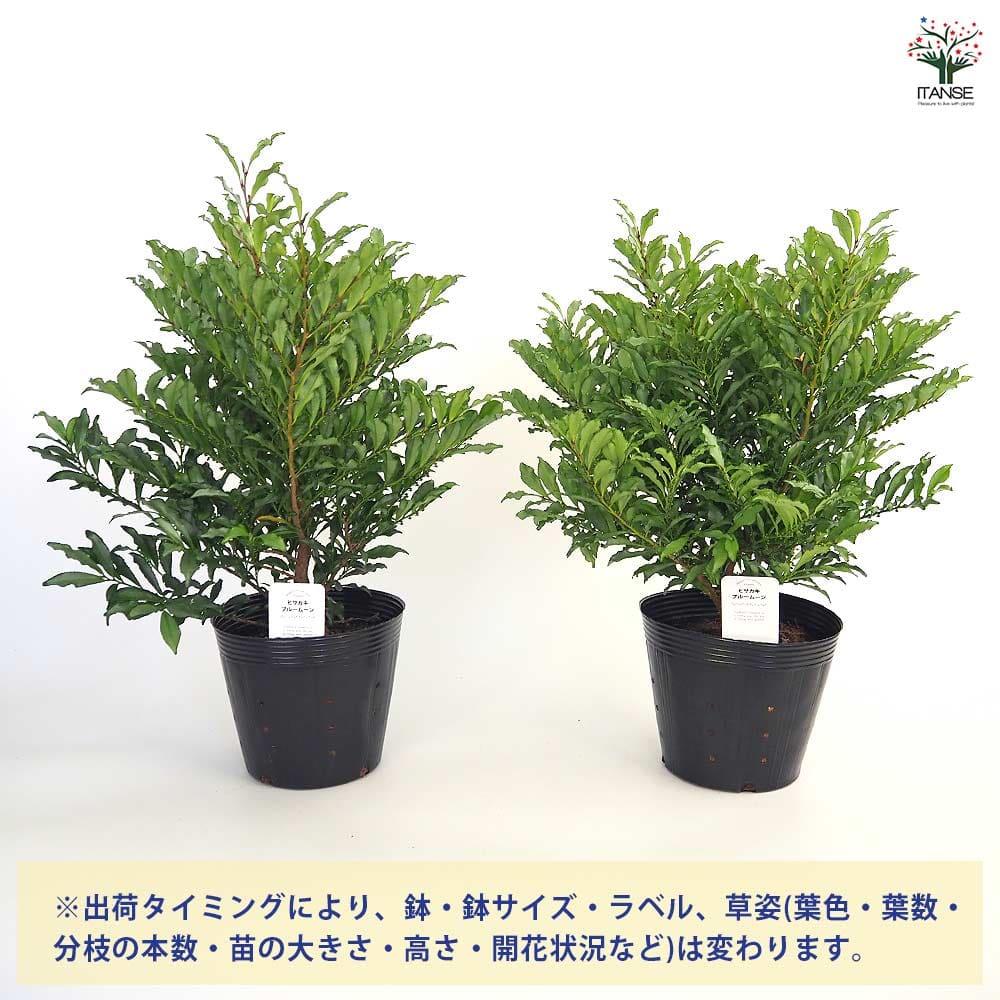 ヒサカキ ブルームーン 【花木苗 5号／1個売り】｜ 【植物の