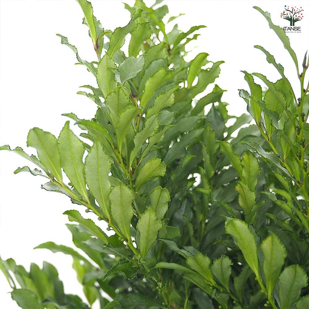 ヒサカキ ブルームーン 【花木苗 5号／1個売り】｜ 【植物の