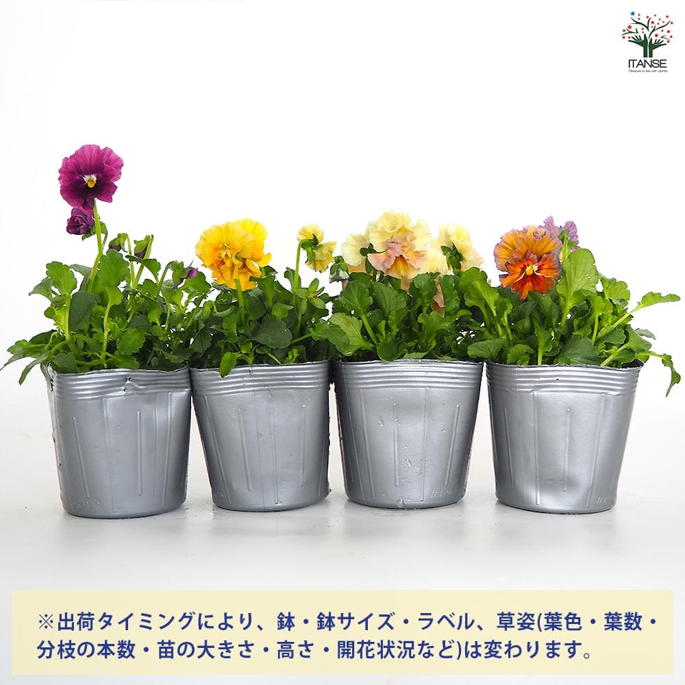 ビオラ アイクルール色見計い3個～ 【花苗 3.5号】｜ 【植物の