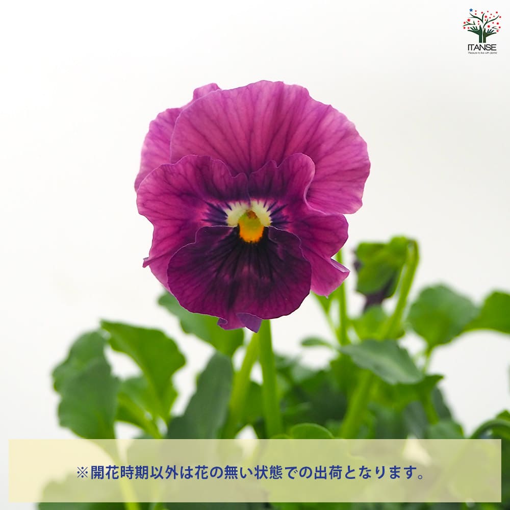 ビオラ アイクルール色見計い3個～ 【花苗 3.5号】｜ 【植物の