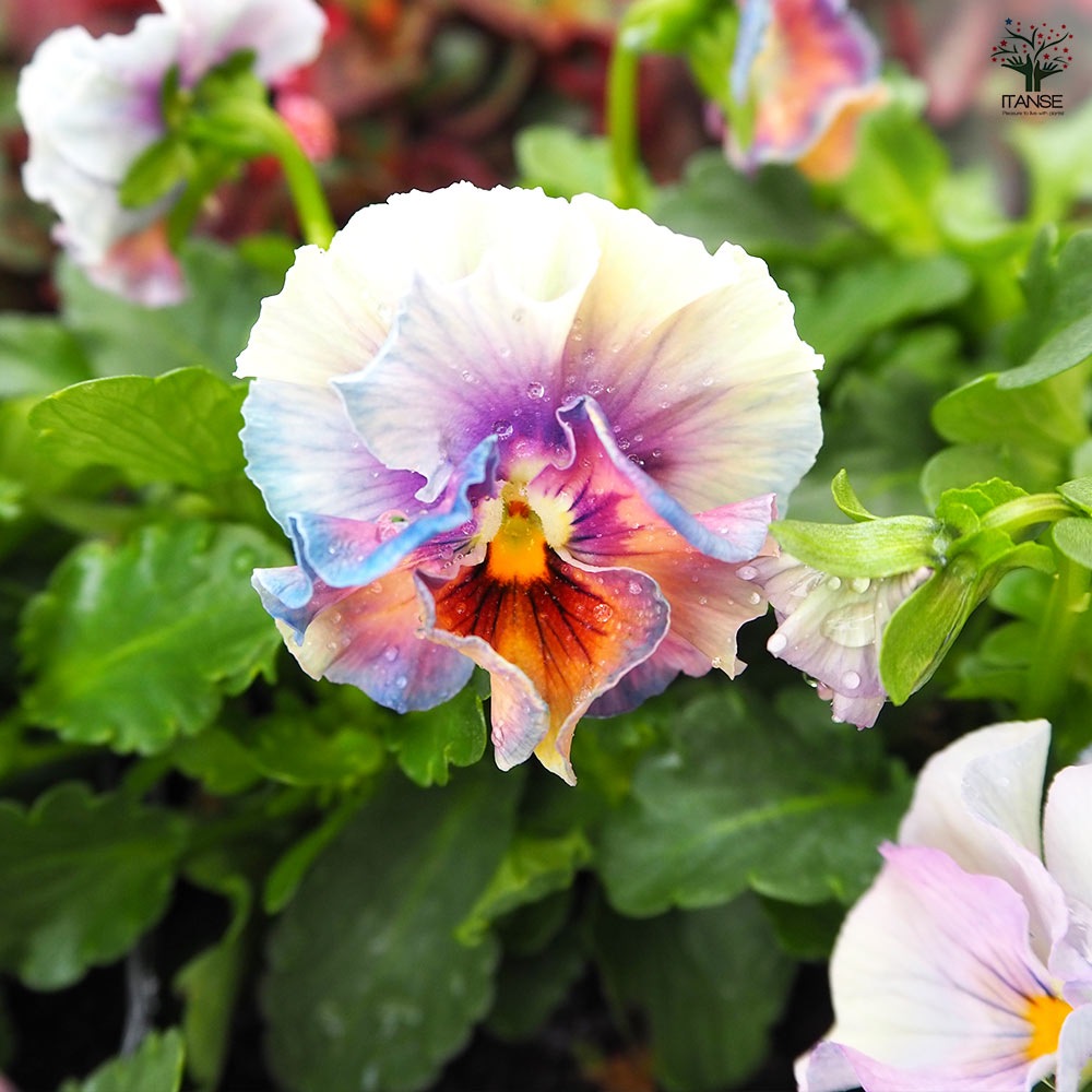 ビオラ アイクルール色見計い3個～ 【花苗 3.5号】｜ 【植物の