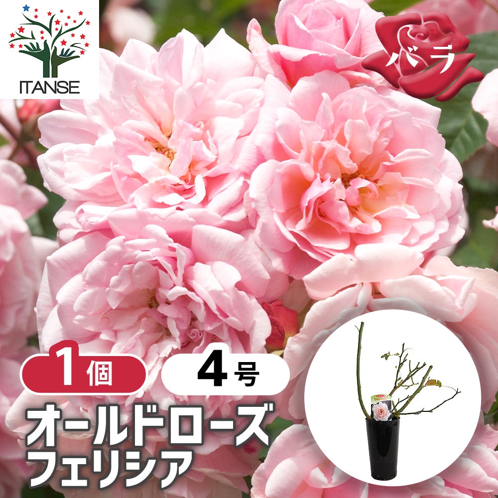 薔薇 フェリシア 接木苗【花苗 4号／1個売り】｜ 【植物のITANSE