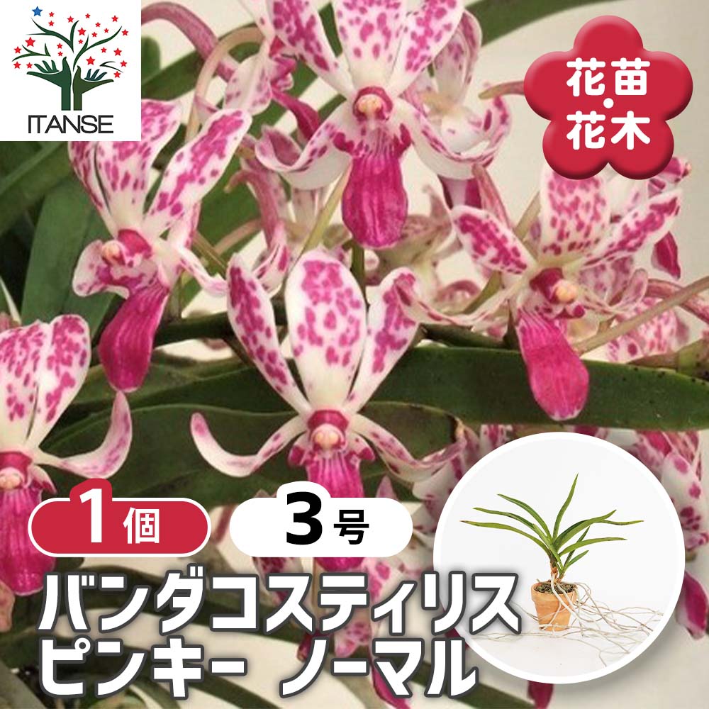 バンダコスティリス ピンキー ノーマル 【花苗 3号／1個売り