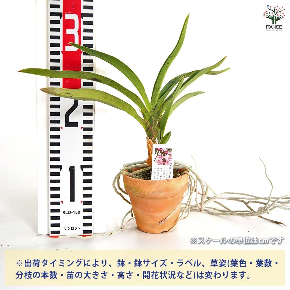 バンダコスティリス ピンキー ノーマル 【花苗 3号／1個売り】