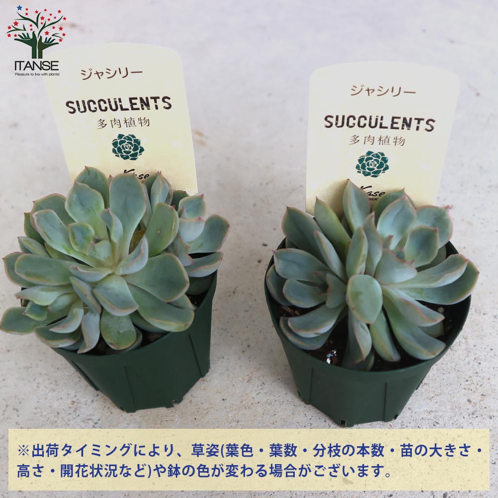 ジャシリー 【多肉植物 2.5号鉢／1個売り】｜ 【植物のITANSE