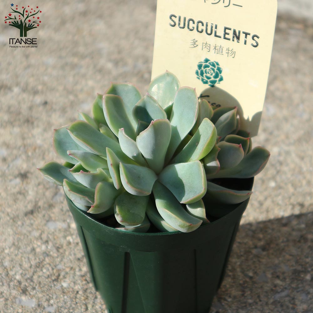 ジャシリー 【多肉植物 2.5号鉢／1個売り】｜ 【植物のITANSE