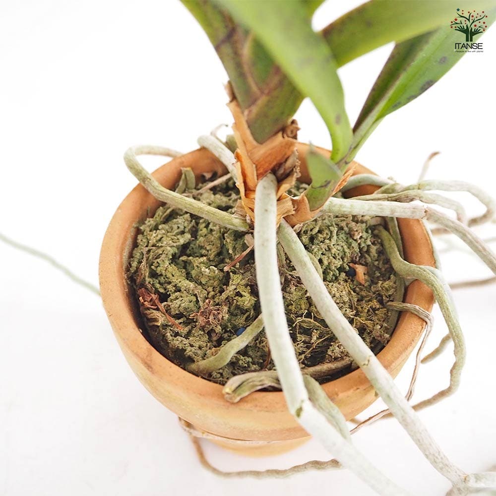 バンダコスティリス ピンキー ノーマル 【花苗 3号／1個売り】