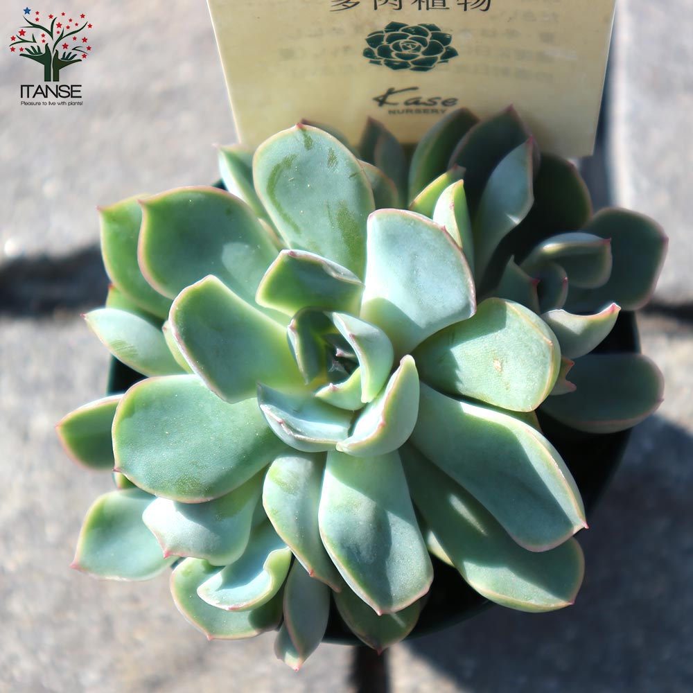 ジャシリー 【多肉植物 2.5号鉢／1個売り】｜ 【植物のITANSE