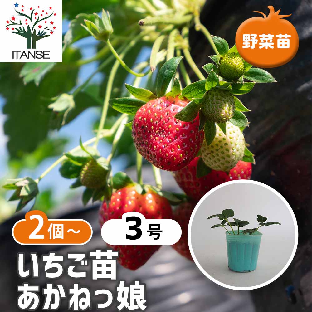 いちごの苗 あかねっ娘2個～ 【野菜の苗 3号】