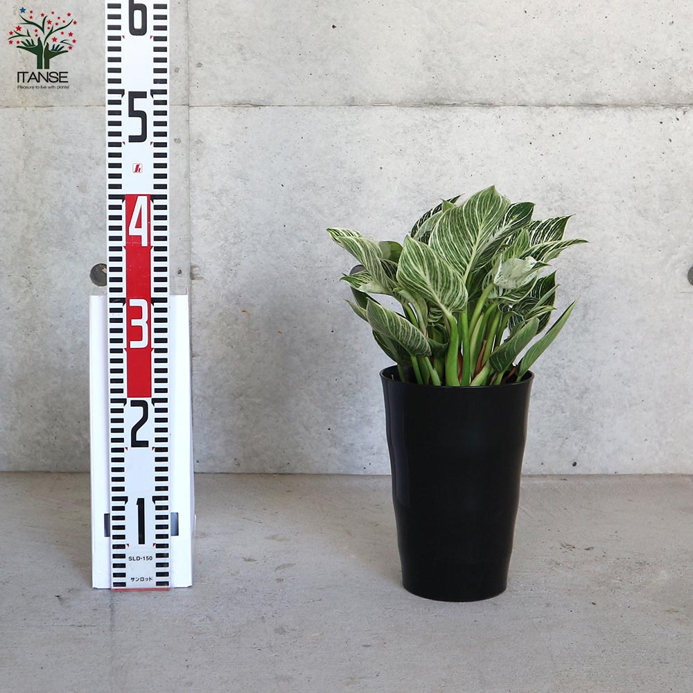 フィロデンドロン バーキン【観葉植物 6号／1個売り】