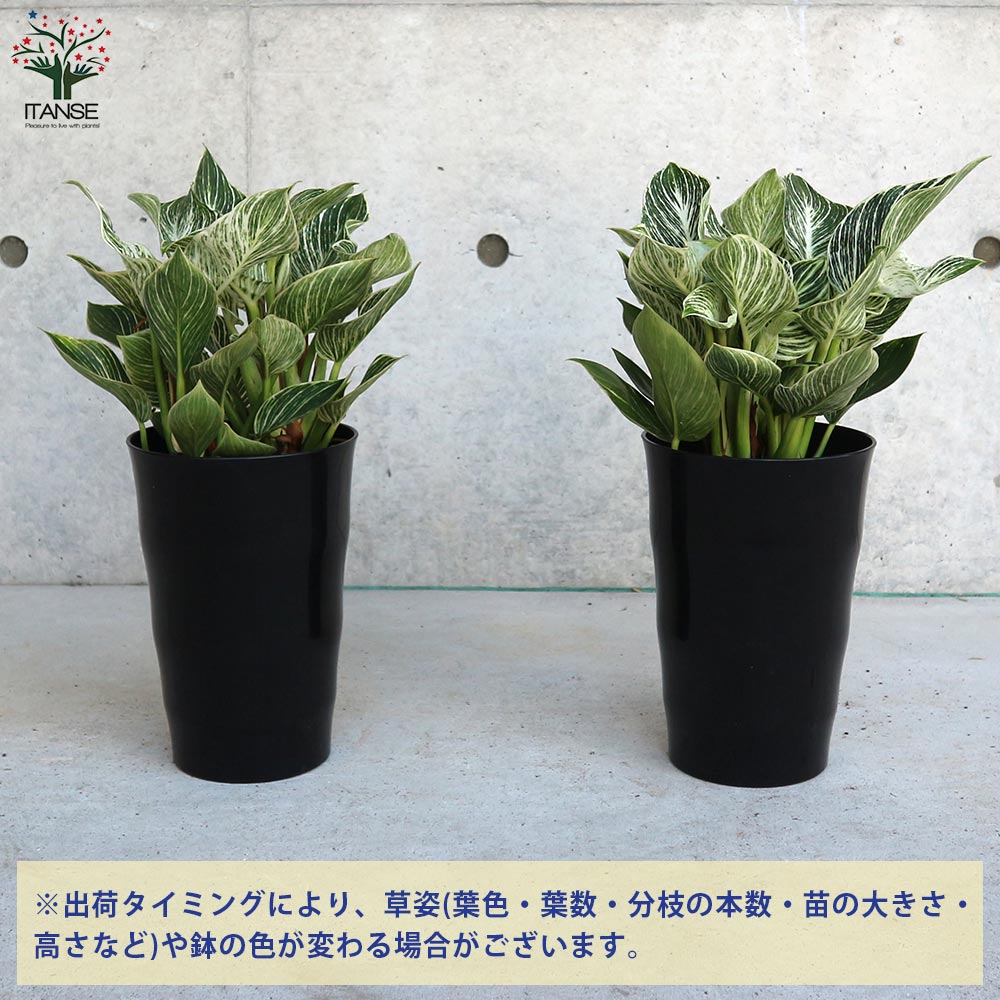 フィロデンドロン バーキン【観葉植物 6号／1個売り】