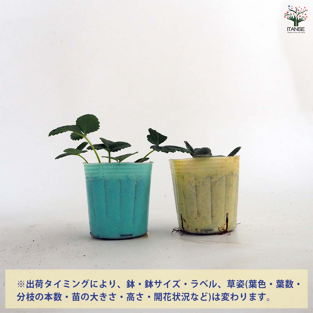 いちごの苗 あかねっ娘2個～ 【野菜の苗 3号】