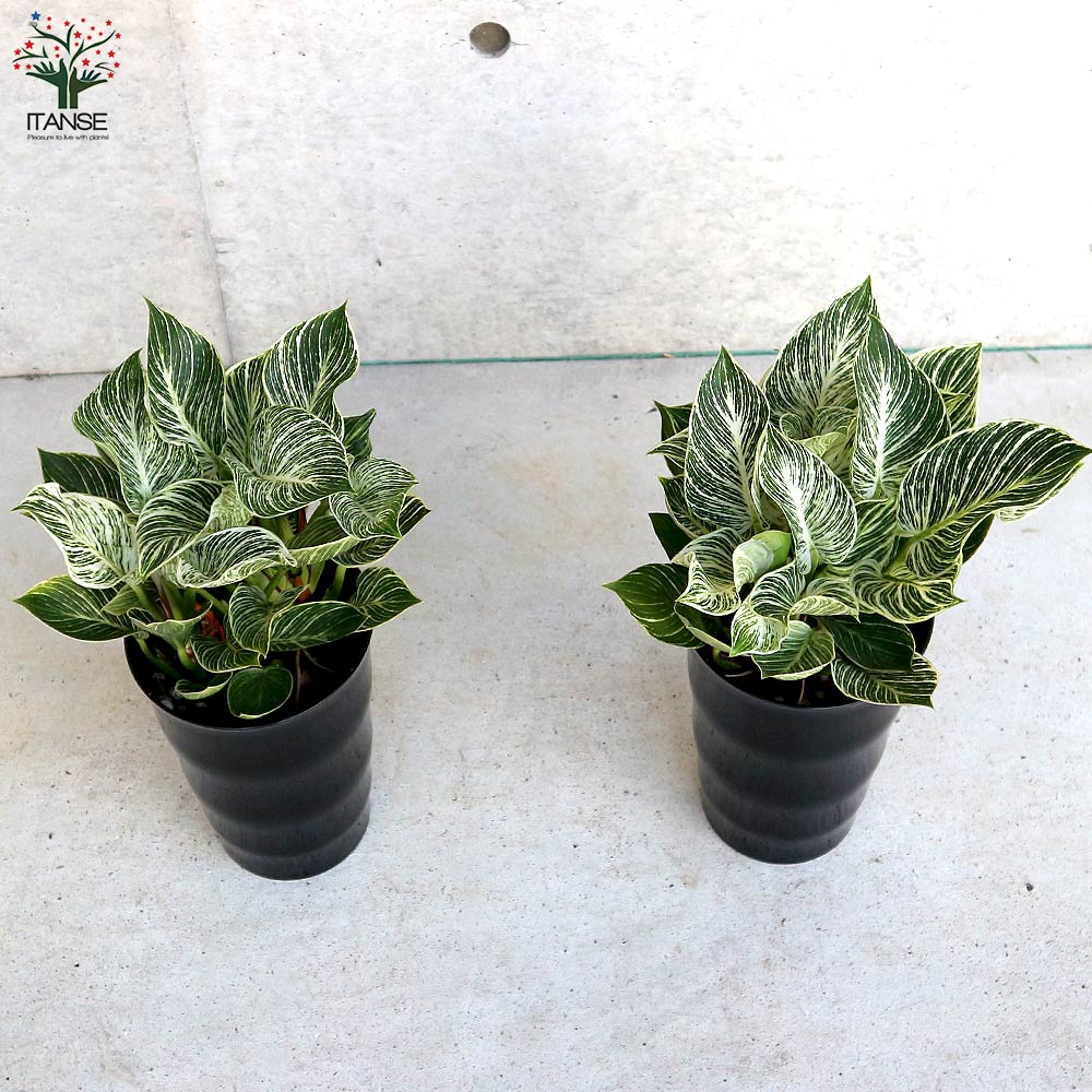 フィロデンドロン バーキン【観葉植物 6号／1個売り】