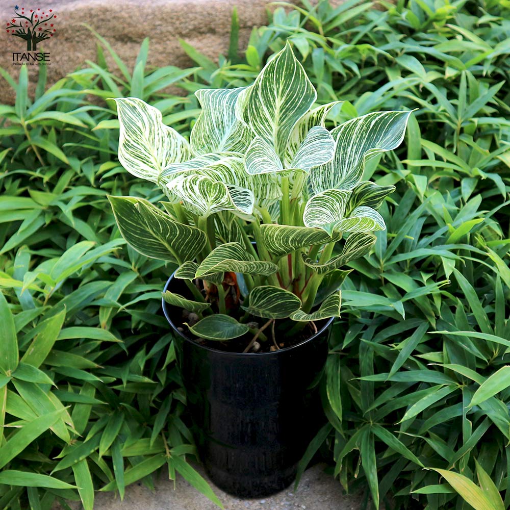 【観葉植物】レア　フィロデンドロン リンナエイ　パープルバック ブラックカージナル＊フィロデンドロン＊希少種＊観葉植物＊ アート