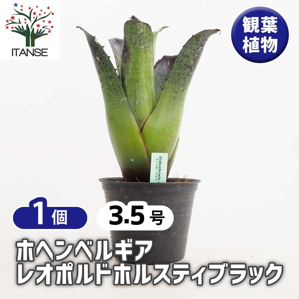 ホヘンベルギア レオポルドホルスティBK 【観葉植物 3.5号／1個売り