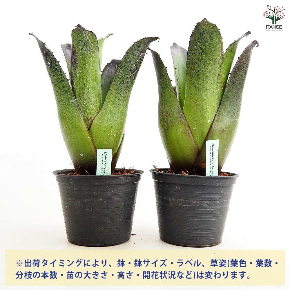 ホヘンベルギア レオポルドホルスティBK 【観葉植物 3.5号／1個売り