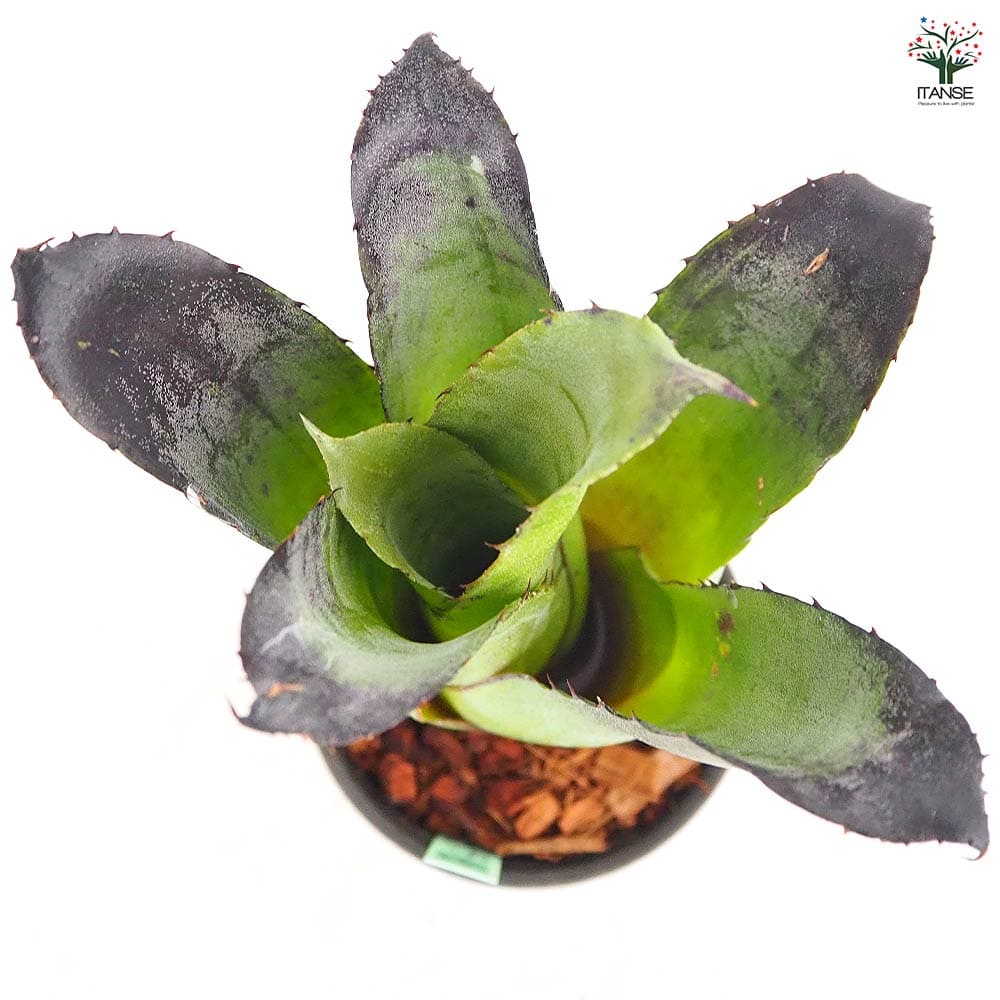 ホヘンベルギア レオポルドホルスティブラック 【観葉植物 3.5号／1個