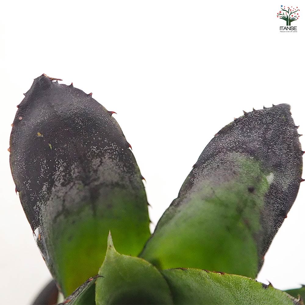 ホヘンベルギア レオポルドホルスティブラック 【観葉植物 3.5号／1個