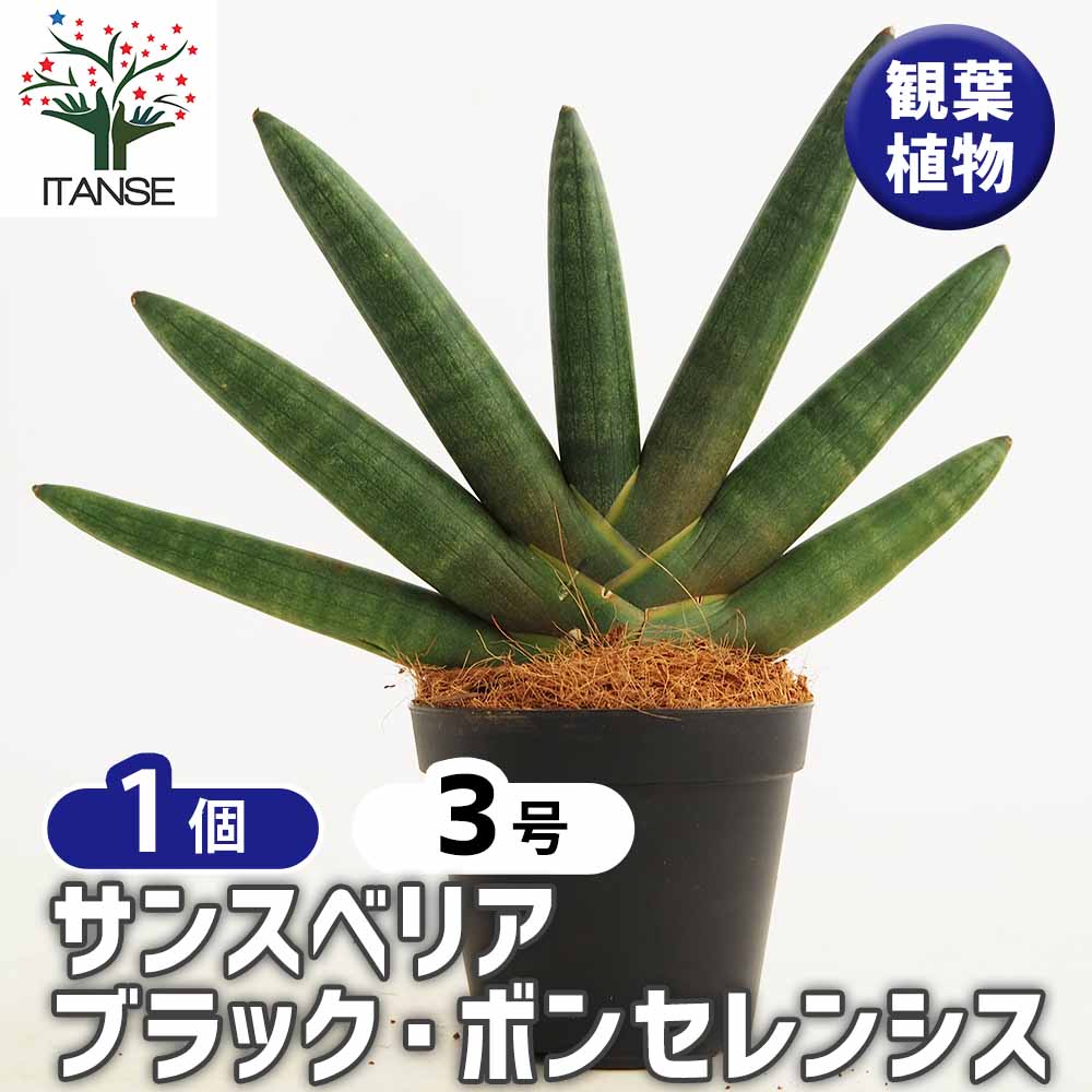 サンスベリア ブラック ボンセレンシス 【観葉植物 3号／1個売り