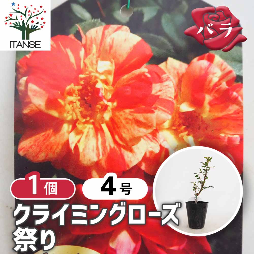 薔薇 祭り 接木 【花木苗 4号／1個売り】｜ 【植物のITANSE