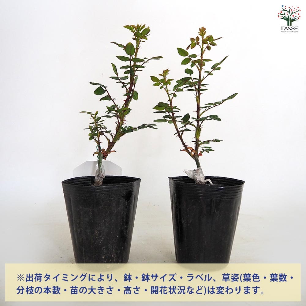 薔薇 祭り 接木 【花木苗 4号／1個売り】｜ 【植物のITANSE