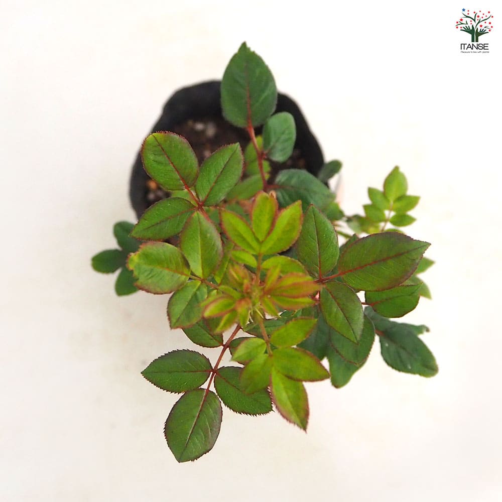 薔薇 祭り 接木 【花木苗 4号／1個売り】｜ 【植物のITANSE