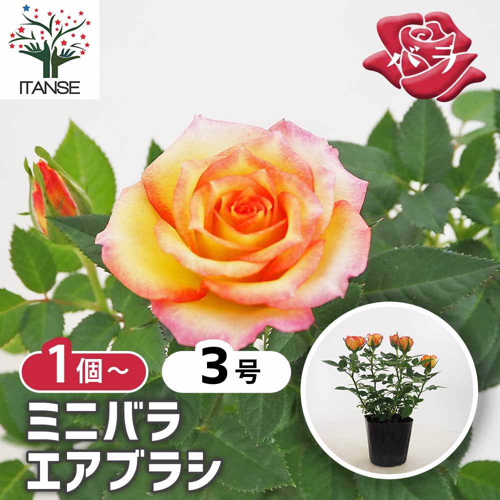 ミニ薔薇 エアブラシ 【花木苗 3号】｜ 【植物のITANSE】全品