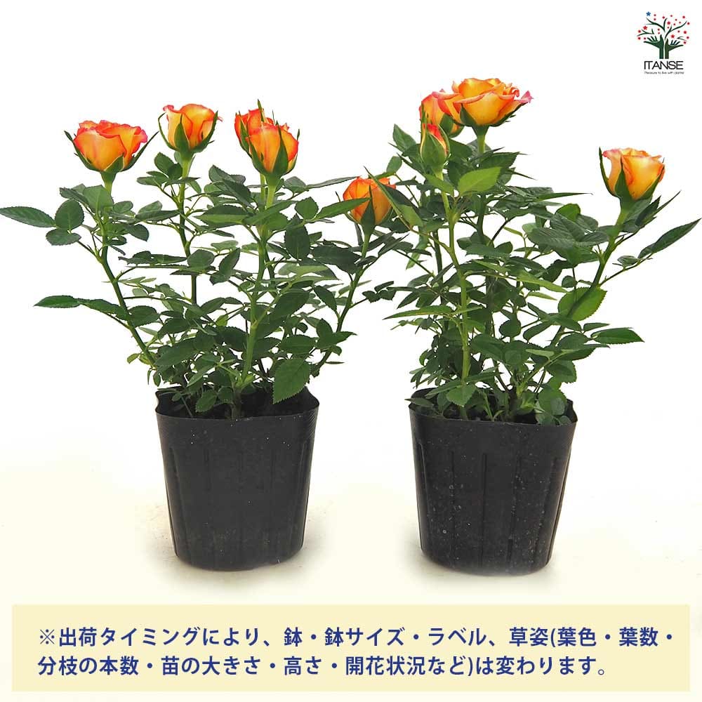 ミニ薔薇 エアブラシ 【花木苗 3号】｜ 【植物のITANSE】全品