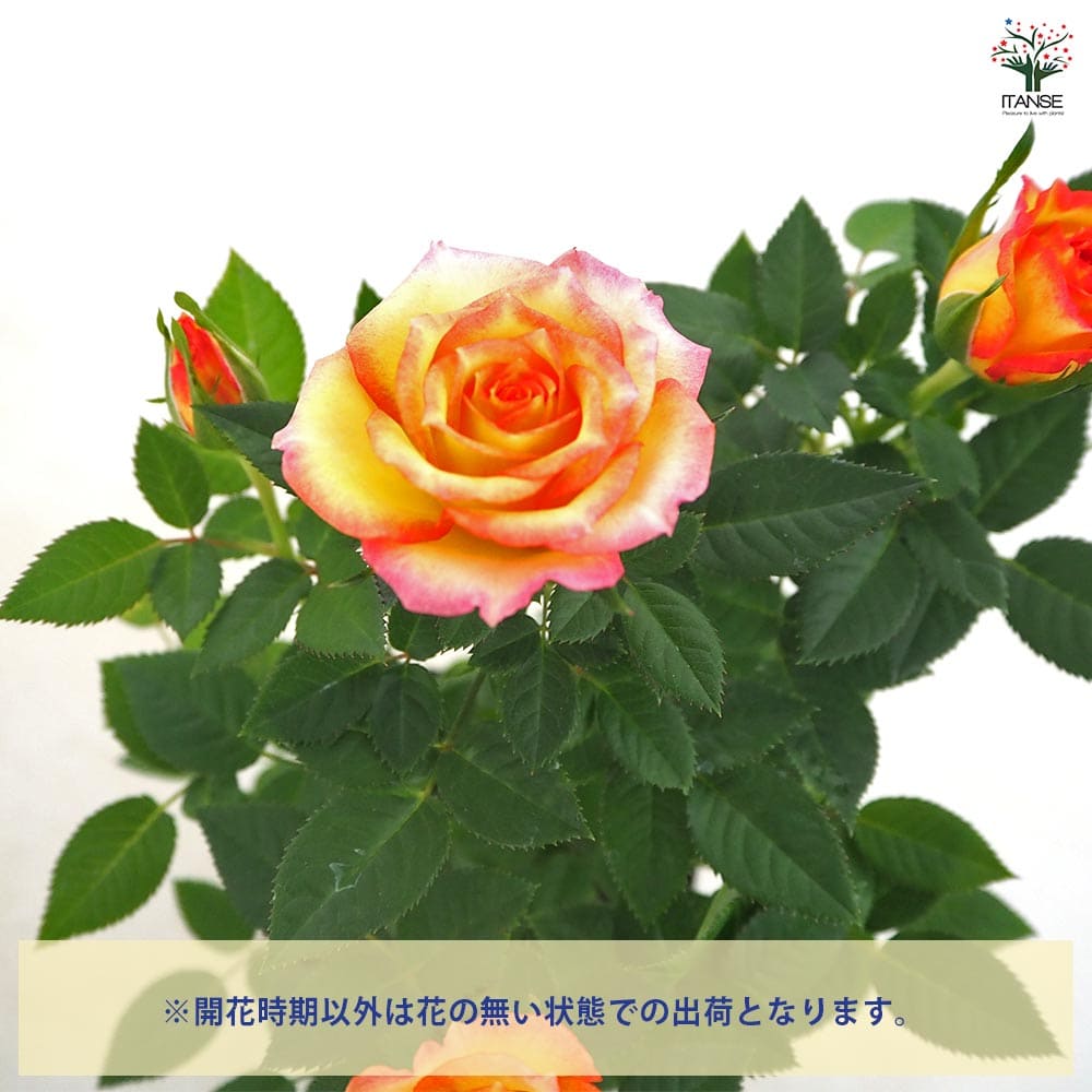 ミニ薔薇 エアブラシ 【花木苗 3号】｜ 【植物のITANSE】全品