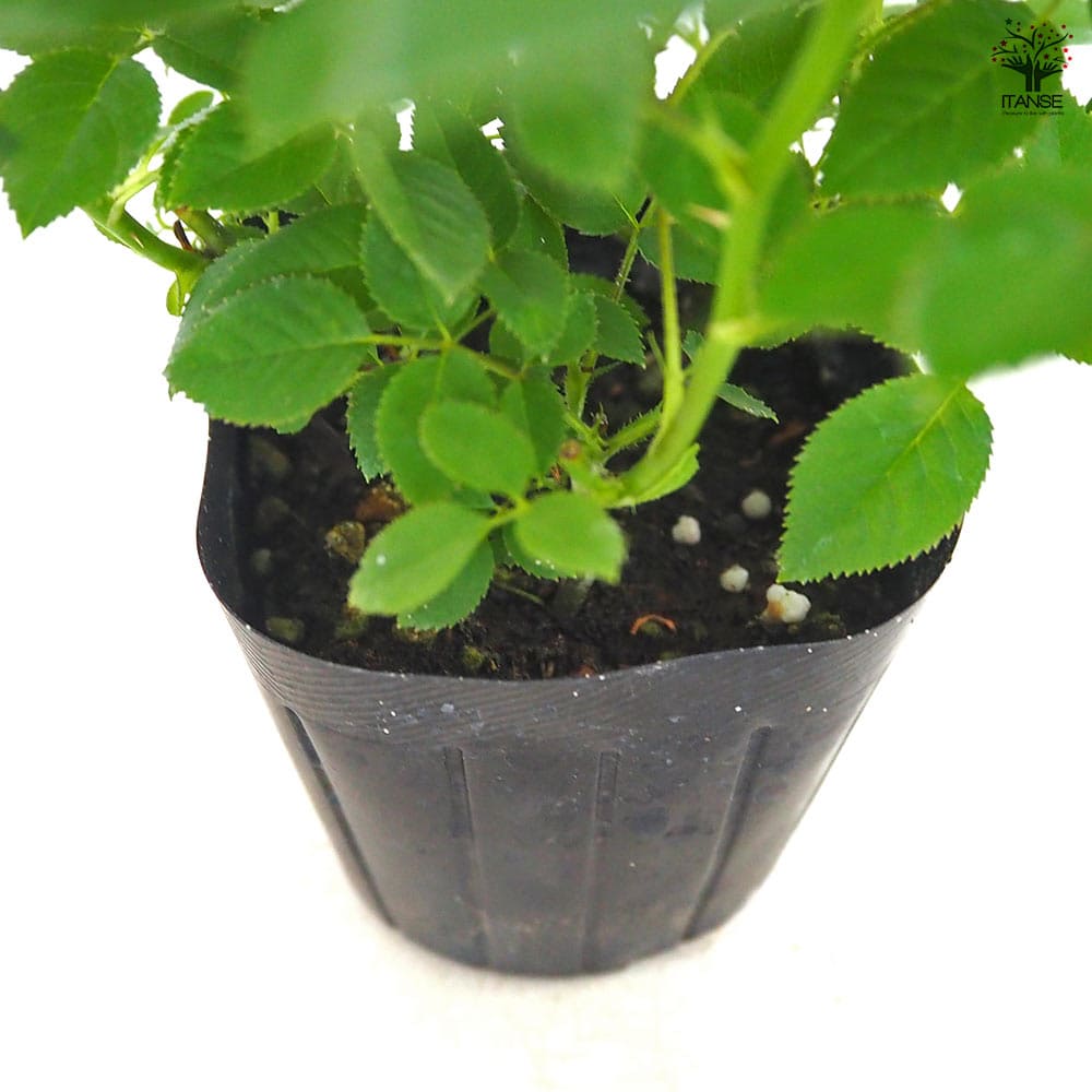 ミニ薔薇 エアブラシ 【花木苗 3号】｜ 【植物のITANSE】全品
