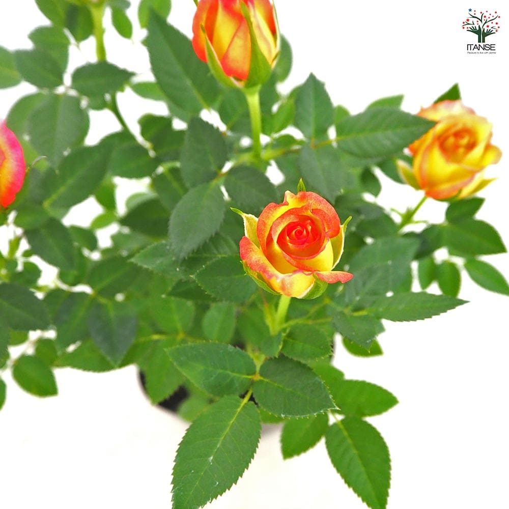 ミニ薔薇 エアブラシ 【花木苗 3号】｜ 【植物のITANSE】全品