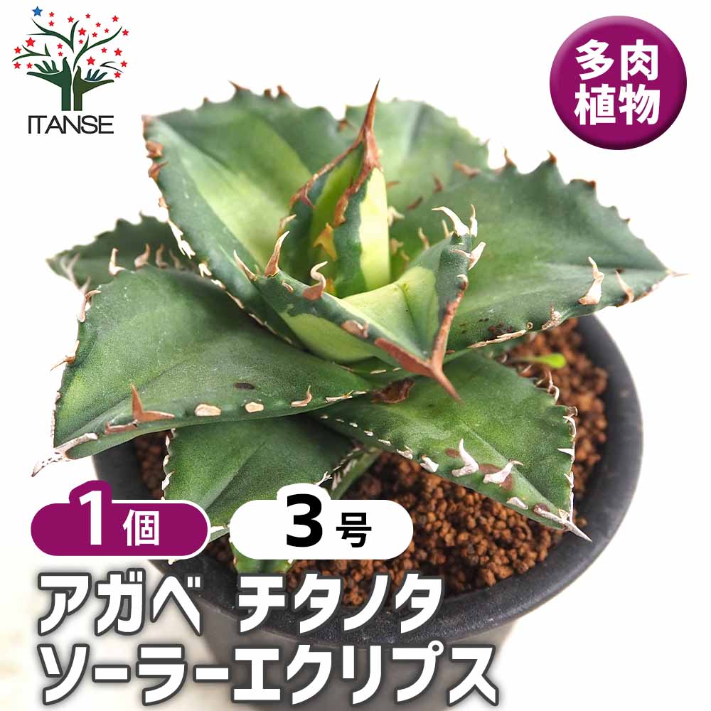 アガベ チタノタ ソーラーエクリプス 【多肉植物 3号／1個売り