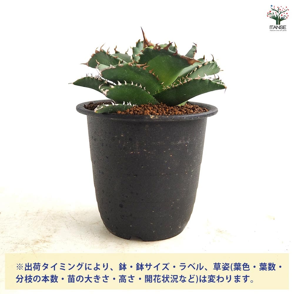 アガベ チタノタ ソーラーエクリプス 【多肉植物 3号／1個売り